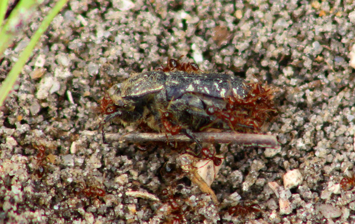 Spangled Flower Beetle