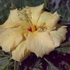 Yellow Hibiscus Flower ( पीला गुड़हल)