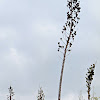 Chaparral Yucca