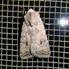 Wire moth