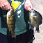 Bluegill and ring perch