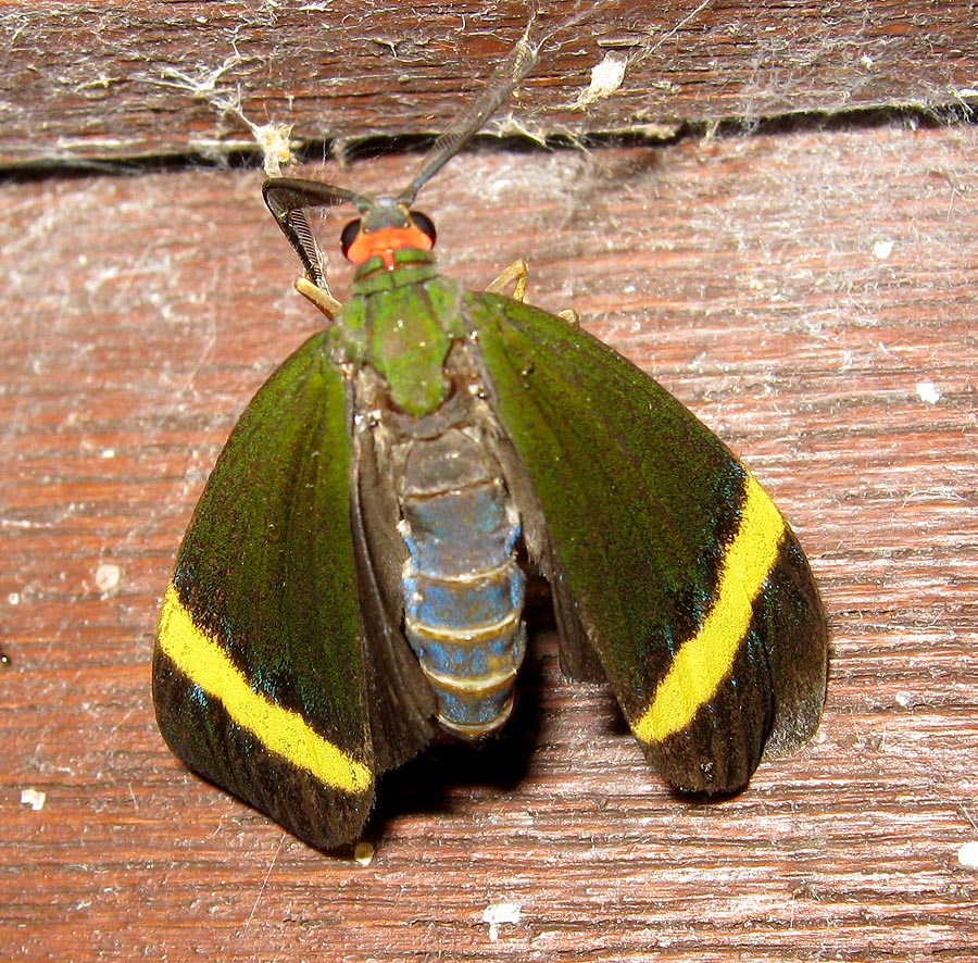 Multicolored Moth