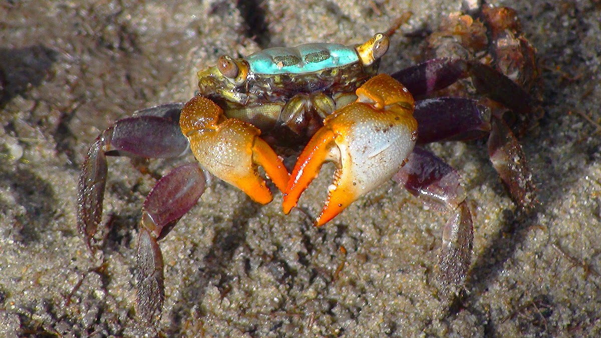 Red-fingered Marsh Crab