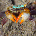 Red-fingered Marsh Crab