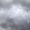 Canadian Geese (Migration)