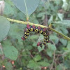 Azalea Caterpillar