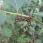 Azalea Caterpillar