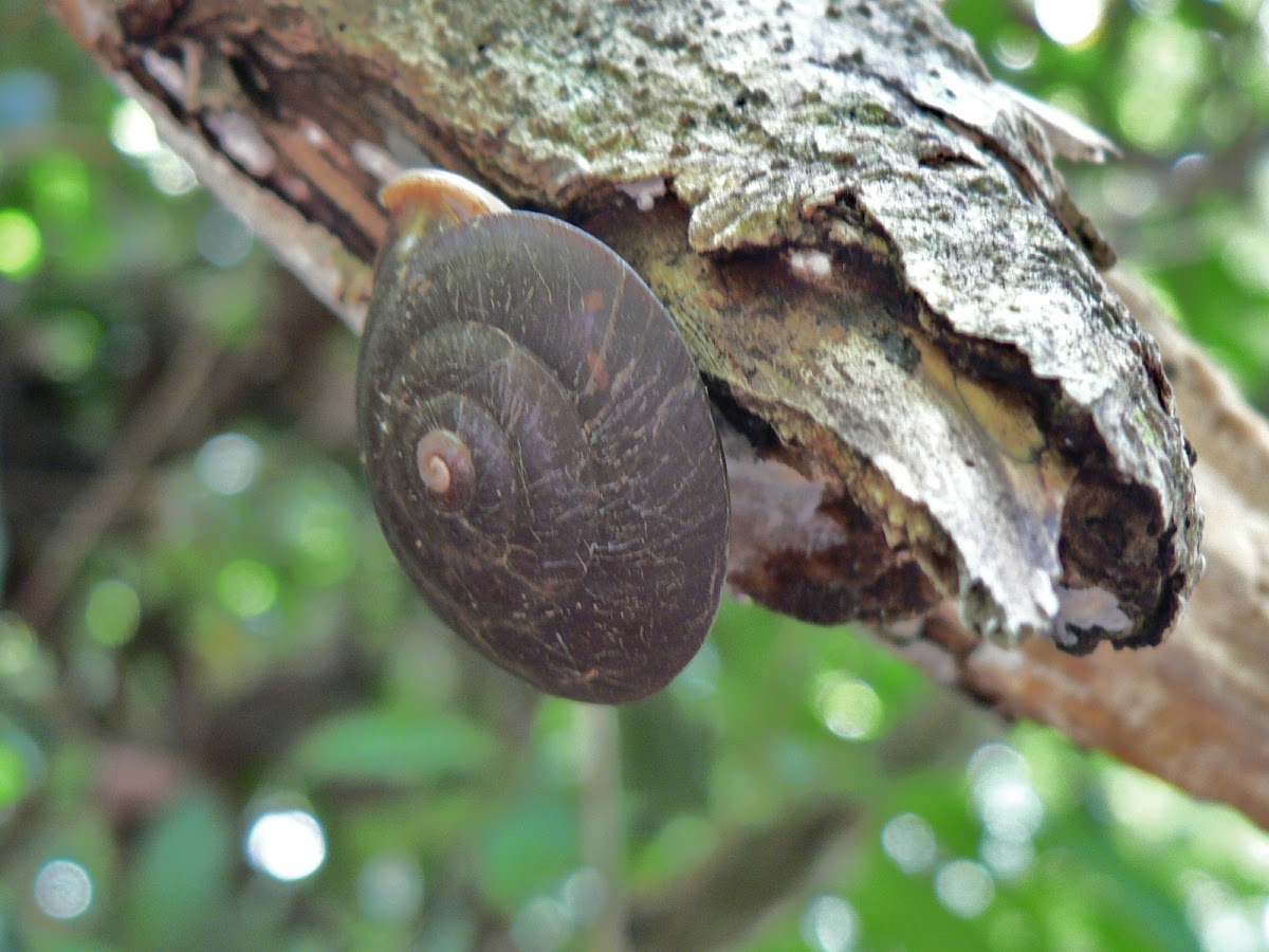 Rainforest snail