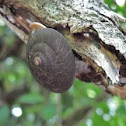 Rainforest snail