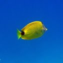 Milletseed Butterflyfish