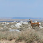 Pronghorn