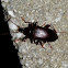 ? Comb-clawed Beetle