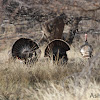 Rio Grande Wild Turkey