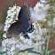 Red-spotted Purple