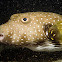 White-spotted Puffer