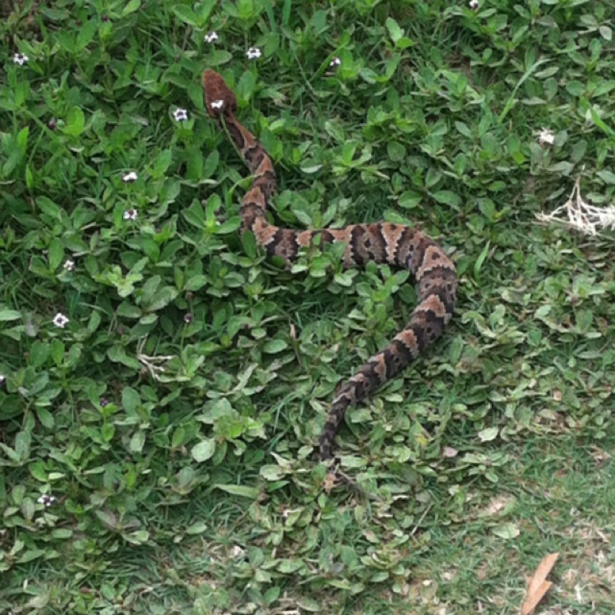 Cottonmouth Project Noah