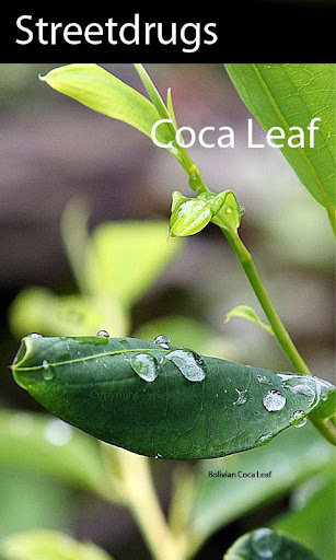 Coca Plant