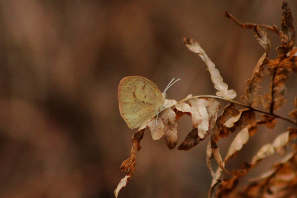 Orange Barred Sulphur Butterfly Project Noah