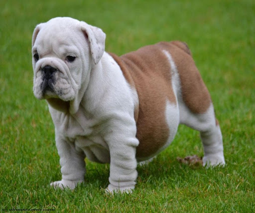 English Bulldog Puppies