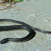 Hoffmann's Earth Snake