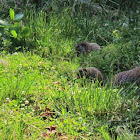 Marmot (Woodchuck - Groundhog) Family