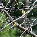 American Goldfinch