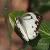 Striped Albatross