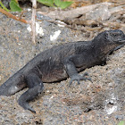 Marine iguana - Genovesa sub-species