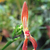 Orquídea Empusella