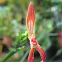 Orquídea Empusella
