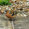 Common Chaffinch