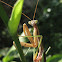Chinese Mantis, male