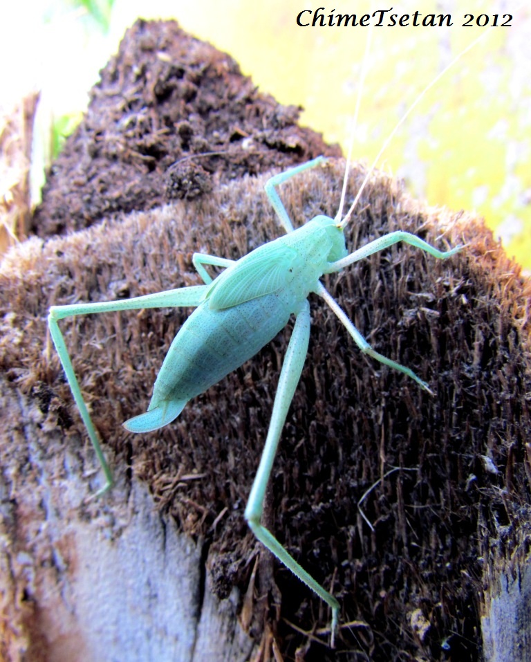 Common true katydid (Juvenile)