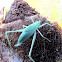 Common true katydid (Juvenile)