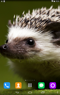 How to get Hedgehog Live Wallpaper 1.1.1 apk for pc