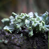 Foliage lichen