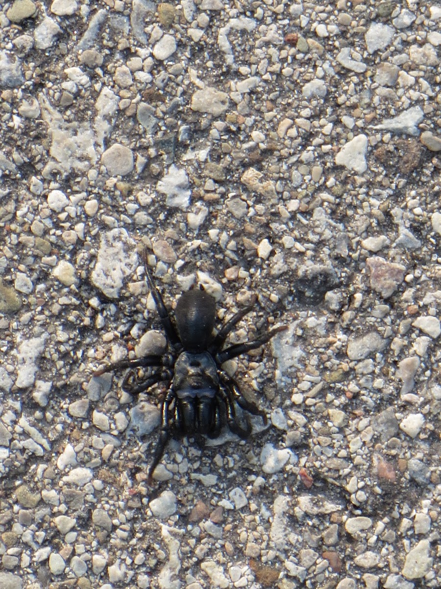 Black Purseweb Spider