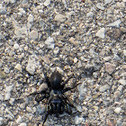 Black Purseweb Spider