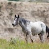 Feral Horse (Wild)