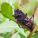 Lubber grasshopper