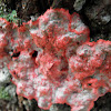 Christmas Lichen