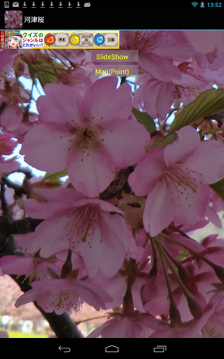 静岡県：河津桜 JP035