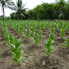 Cultivated Tobacco