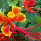 Mexican Peacock Flower