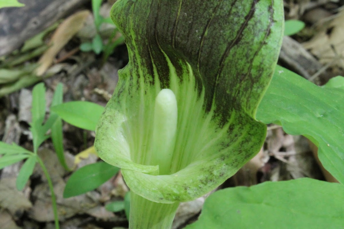 jack in the pulpit