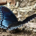 Astyanax Red spotted purple butterfly