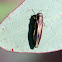 Flat headed jewel beetle