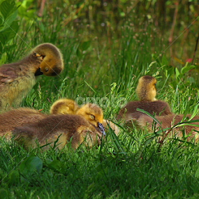 by Dipali S - Animals Birds