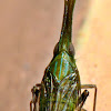 Dictypharid Planthopper