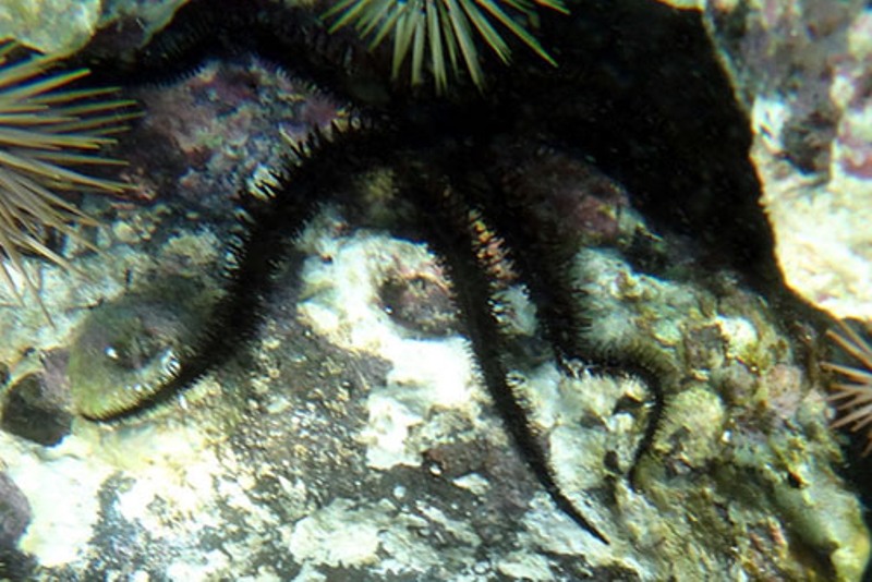 Spiny Brittle Star